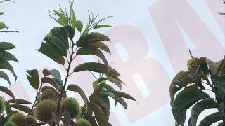 Thumbnail of post image 137
